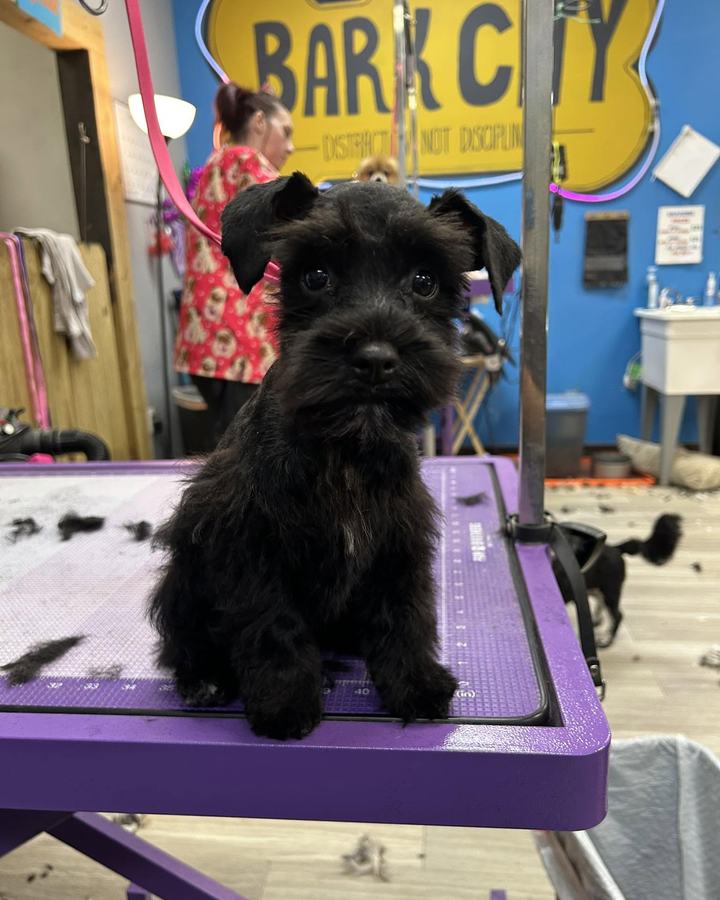A puppy's first cut, done on the purple table