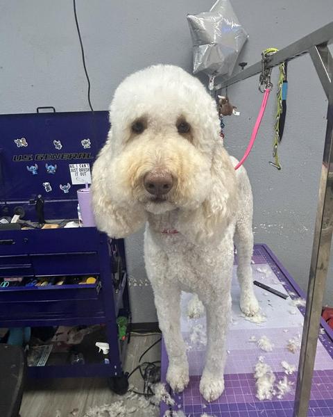 A finished groom at Bark City