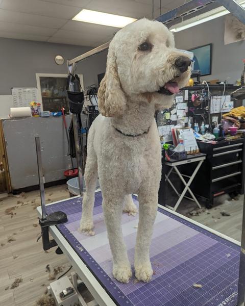 A finished groom at Bark City