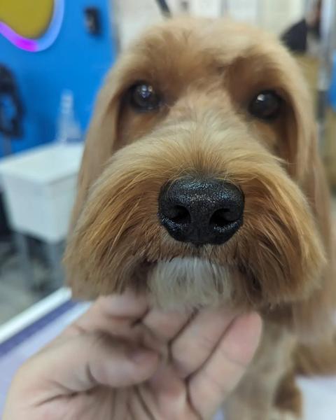A finished groom at Bark City