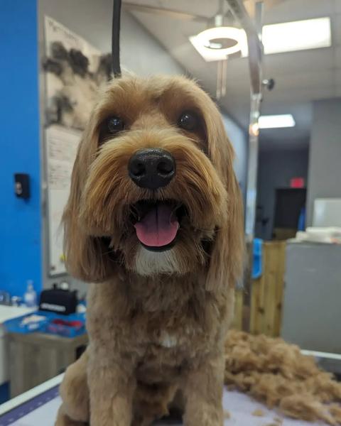 A finished groom at Bark City