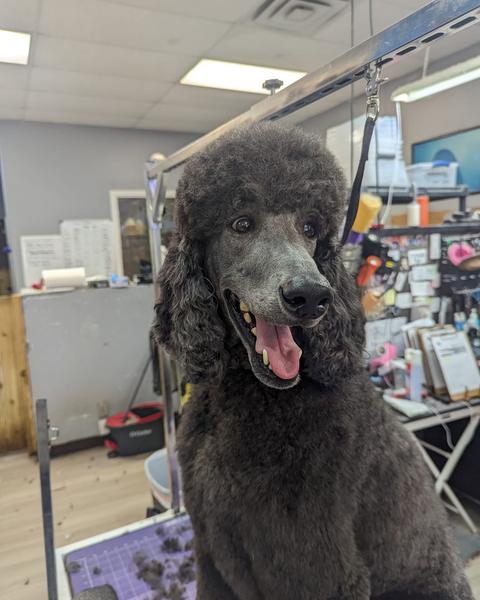 A finished groom at Bark City