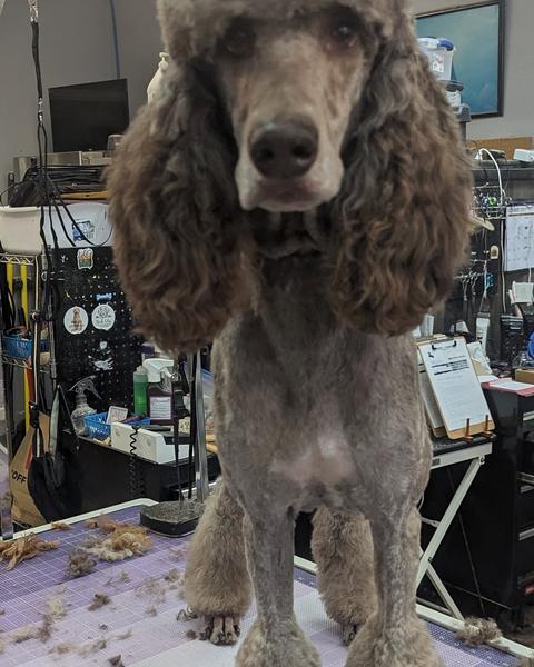 A finished groom at Bark City
