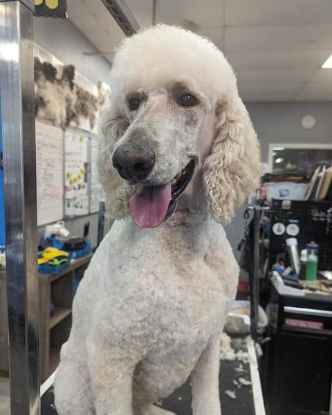 A finished groom at Bark City
