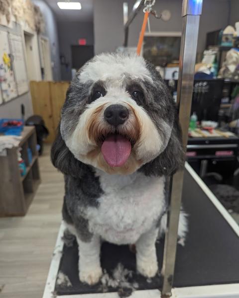 A finished groom at Bark City