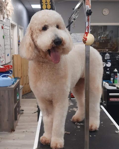 A finished groom at Bark City