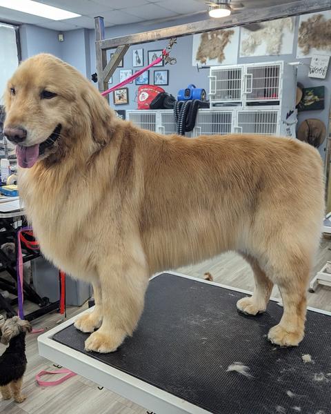 A finished groom on the purple table, the shop behind