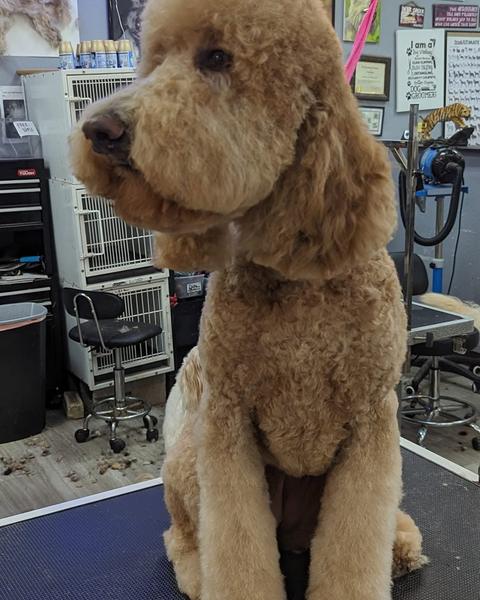 A finished groom at Bark City