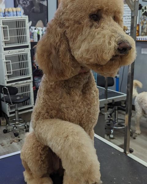 A finished groom at Bark City
