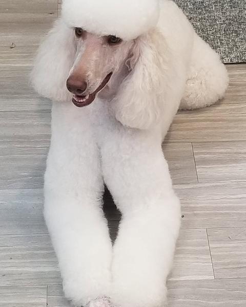 A finished groom at Bark City