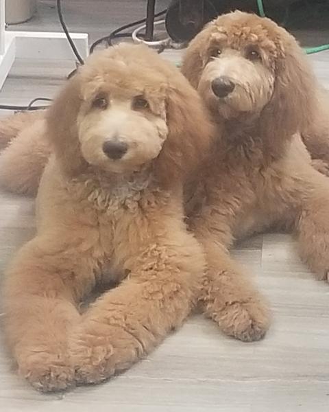 Guests at Bark City