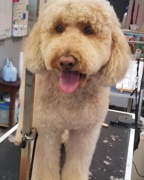 A finished groom at Bark City