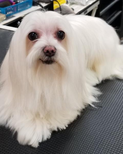 A finished groom at Bark City