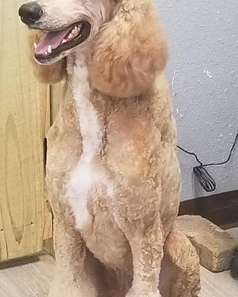 A finished groom at Bark City
