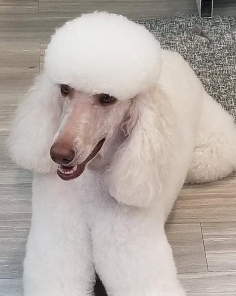 A finished groom at Bark City