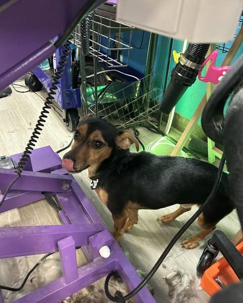 A finished groom on the purple table, the shop behind