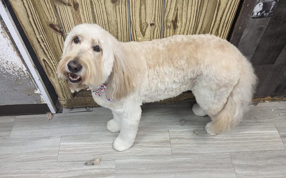 A finished groom at Bark City