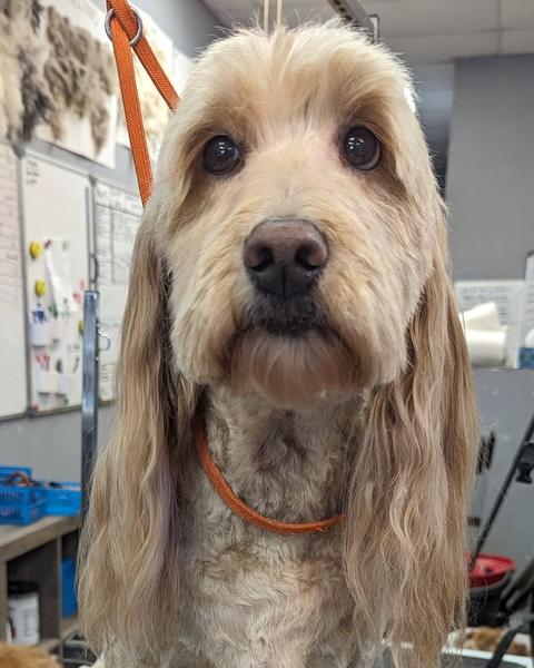 A finished groom at Bark City
