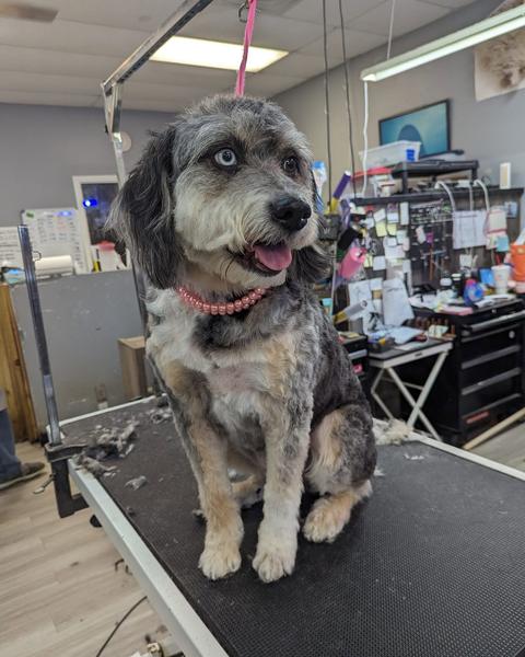 A finished groom on the purple table, the shop behind