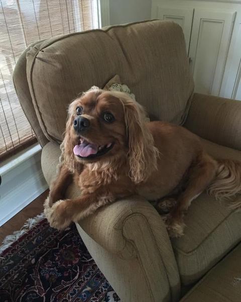 A finished groom at Bark City