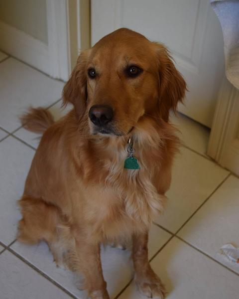 A finished groom at Bark City