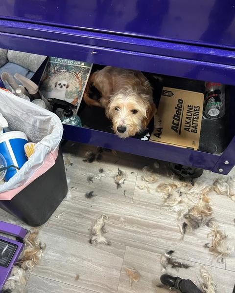 A finished groom on the purple table, the shop behind