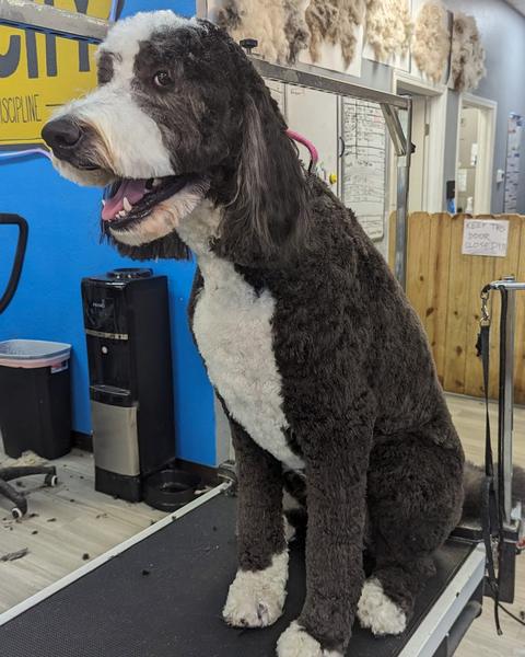 The neon bone sign over the grooming table