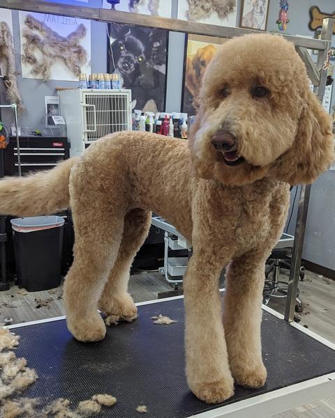 The fur trophy wall behind a finished doodle