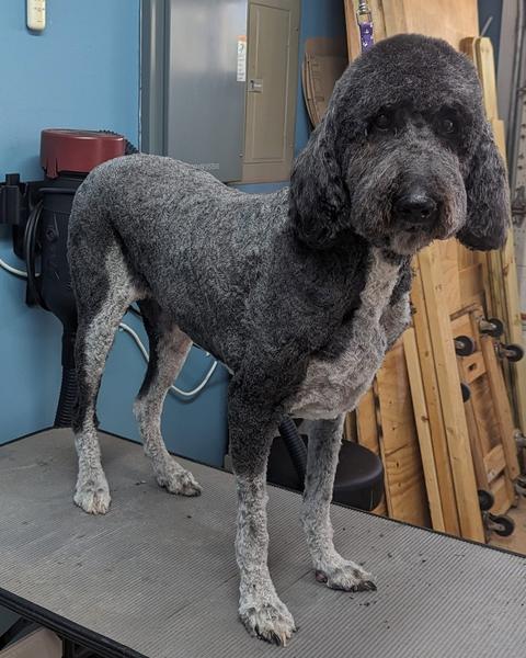 The blue back corner and a silver poodle