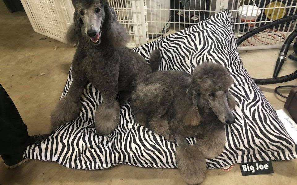 Two guests on the bean bag in the boarding room