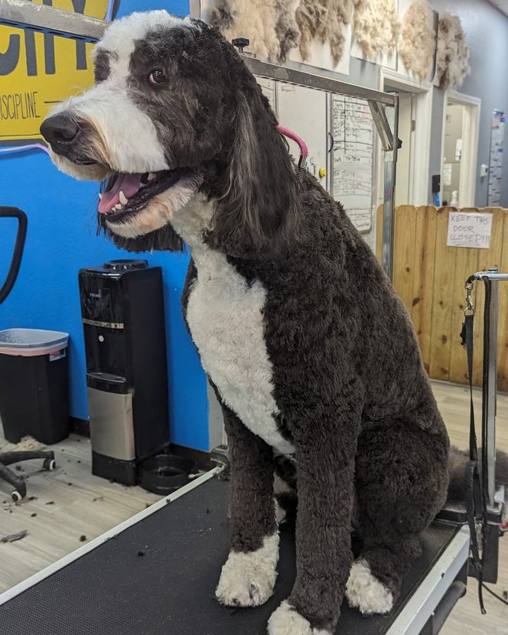 The neon bone sign over the grooming table