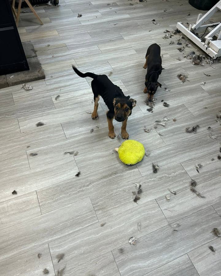 Puppies playing on the shop floor