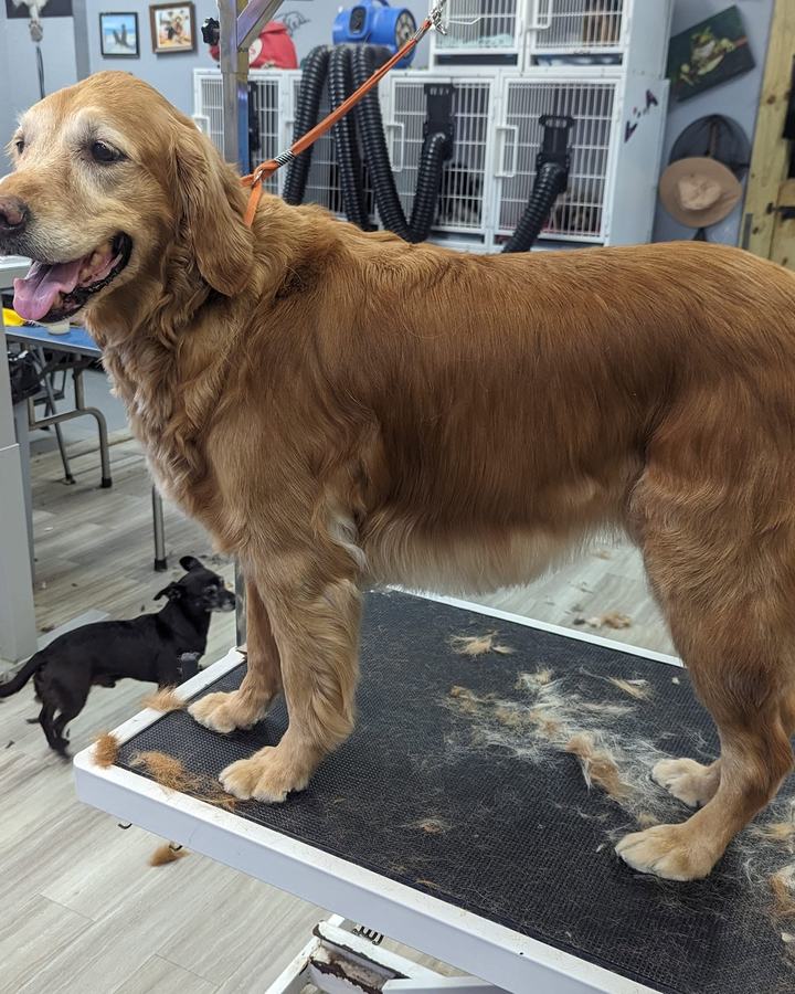 A golden retriever on the table, the boarding room behind